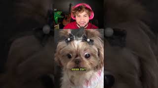 Cachorro do alanzoka livedobrino brino brunozor bruninzor fypシ゚viral clipesdobrino shorts [upl. by Eisenhart372]