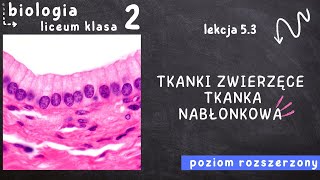 Biologia klasa 2 Lekcja 53  Tkanki zwierzęce Tkanka nabłonkowa [upl. by Shepherd243]