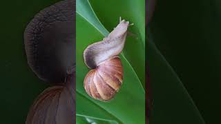 Wow A Unique Move of a Snail shortvideo nature Snail gastropod molluscan gastropodmolluscs [upl. by Aizahs3]