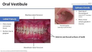 Oral Cavity Boundaries and Contents [upl. by Ardeth971]