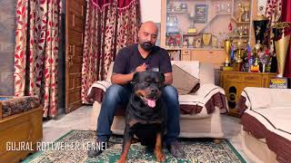 Punjab  How To Choose Rottweilers Bloodlines And Puppies  For First Time Owners Gujral Rottweiler [upl. by Eniloj]