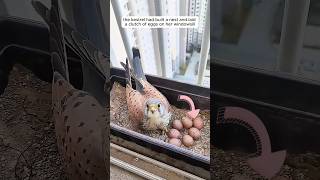 The girl found a kestrel outside her window and then [upl. by Ynahpets]