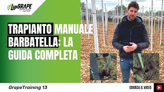 Trapianto manuale barbatelle uva da tavola guida completa [upl. by Yesiad]