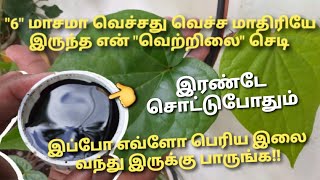 இரண்டு சொட்டு போதும் வெற்றிலை வேக வேகமா வளரும் [upl. by Arimas]