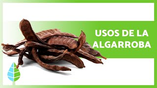 BENEFICIOS de la ALGARROBA 🌱 Propiedades  Cómo hacer HARINA de ALGARROBA ✅ [upl. by Bundy57]