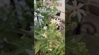 हरसिंगार का फूल gardening floweringplant shortsflowers [upl. by Rocher]