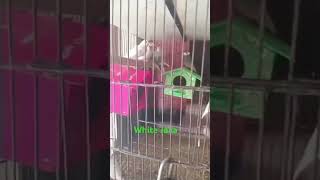 White Java birds lovebirds shortvideo HassanBirdsLovershahzadavairy8306 Ranapets [upl. by Enilrae979]