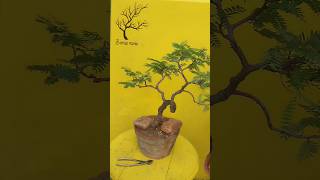 Tamarind Bonsai viralvideo bonsai shortsvideo shorts viralshorts [upl. by Adnohsak]