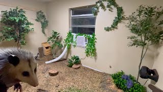 Creating My Opossum Habitat [upl. by Nolahs]