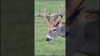 Tiney the whitetailed buck grazing 1 [upl. by Milissent842]