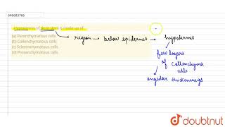 Hypodermis of dicot stem is made up of a Parenchymatous cells \n\nb Collenchymatous cells \n [upl. by Quintilla]