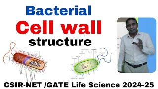 Bacterial cell wall I Gram positive and negative bacteria l CSIRNET l GATE life Science [upl. by Ahsenroc]