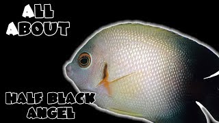 All About The Half Black Angelfish [upl. by Eirrok912]