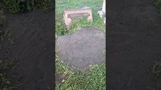 The biggest Ant Hill at the cemetery cemetery headstone tombstone haunted trending [upl. by Aytak]