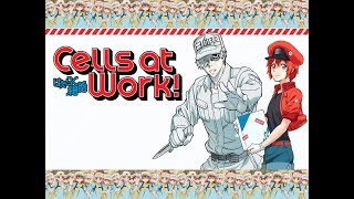 Cells At Work  Hataraku Saibou Opening Audio Latino [upl. by Llerrehs]