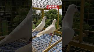 Andhra white pair for sale 6291366132 📞 pigeon pigeonkabutar birdspecies pigeonbird viralreels [upl. by Saudra]