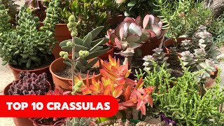 TOP 10 CRASSULAS retocrassulas [upl. by Meid]