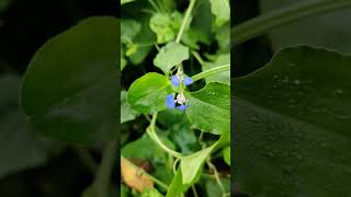 Spiderwort Benghal Dayflower  flowers nature garden morning [upl. by Nolyag]