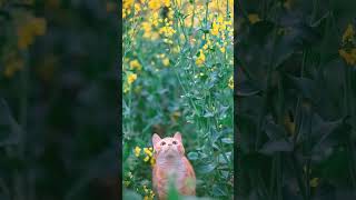 ²🐈‍⬛ Mustard Family Brassicaceae ▪︎ Brassica napus Rapeseed 🌹¹⁶☆•⁴ [upl. by Rucker]