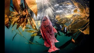 Spearfishing Carmel quotMen of Actionquot  by Dan Silveira [upl. by Bogosian]