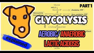 Glycolysis Biochemistry Explained Part 1 Aerobic and Anaerobic pathway Step 1 [upl. by Ecinnej173]