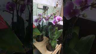 Beautiful dark purple blue orchid [upl. by Jeremiah]