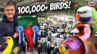 GIANT Bird Market in the UK  Stafford 2024 [upl. by Sophronia]