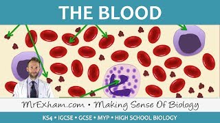 Blood  GCSE Biology 91 [upl. by Androw]