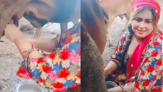 Cow Milking  Shehnaz Baloch  Jannat Rachnavi Tv  Village Life Vlog [upl. by Ainesej]