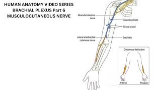 Musculocutaneous Nerve [upl. by Clayborn]