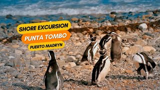 Shore Excursion Punta Tombo  Puerto Madryn Argentina for Cruise Passengers [upl. by Baxie]