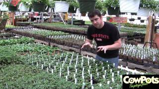 Gardening with CowPots 10  Bringing Seedlings Outside [upl. by Carey]