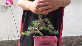 Bonsai Zero Pino  Empieza a parecer un bonsai  Septiembre 2016 [upl. by Nnylecoj]