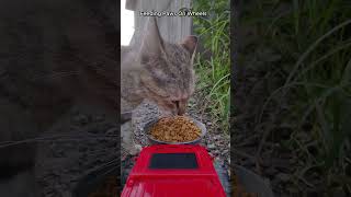 Food Delivery for Cats Using RC Car 🐈 ViralHog cat cute food [upl. by Huesman]