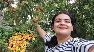 Humare Farm Ke Fruits Pak Gaye😍 [upl. by Fokos35]