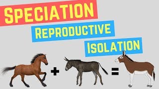 Speciation  Prezygotic vs Postzygoic Barriers  Forms of Reproductive Isolation [upl. by Schalles]