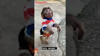 monkey babymonkey dog cute picmonkey funny ytshortsvideo 1million 123viral [upl. by Jeroma]