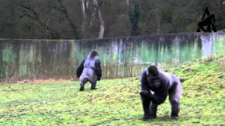 Gorilla Walks Like A Man  Part 2 [upl. by Ebenezer]