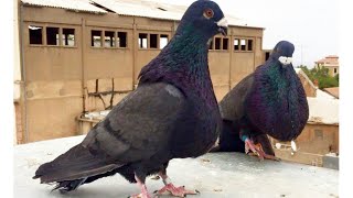 PIGEON EN ALGERIE  dorigine pigeon gorguero en telmcen  DIDO TELMCEN [upl. by Rabjohn]