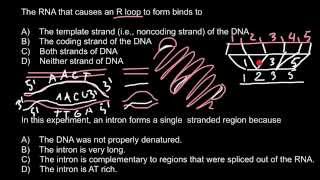 What is Rloop and what causes Rloop formation [upl. by Wake]