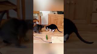 Cats vs cucumbers [upl. by Rebmaed]