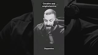 quotCocaine vs Amphetamine  Dopamine Hijackersquot shorts health [upl. by Kriste]