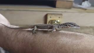 2 month old ackie monitor [upl. by Om]