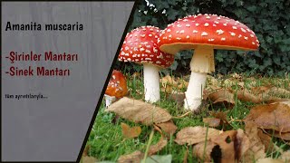 Şirinler Mantarını Tanıyalım  Amanita muscaria [upl. by Zelda42]