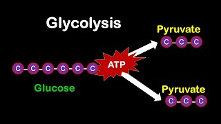 Glycolysis MADE EASY [upl. by Northrup]