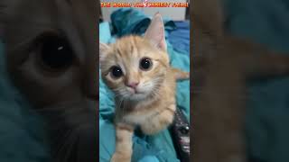 Tiny Terror Kittens Most EPIC Ambushes 😂😂😂 cat kitten funny [upl. by Conias717]