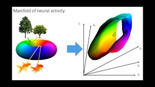 Kenneth Harris  Neurons → ∞ Cosyne 2019 [upl. by Templer]