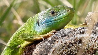 Western green lizard Westliche Smaragdeidechse [upl. by Bobbette]