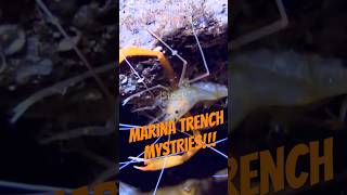 Mystery of Mariana Trench trending viralvideo shorts ocean mariana water [upl. by Accebber]