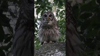 Barred Owl Sounds Compilation  Barred Owls Hooting on a branch [upl. by Suneya]